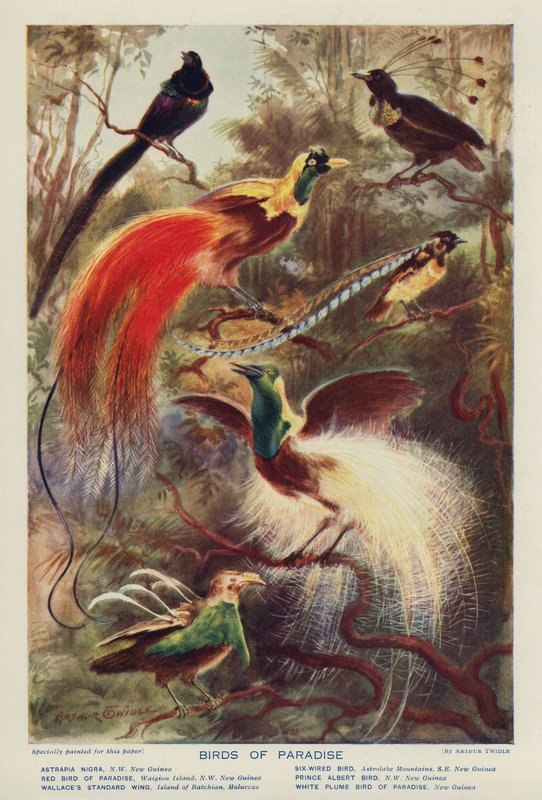 Uccelli del Paradiso da Arthur Twidle