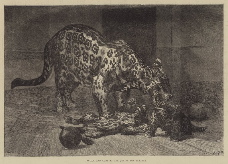 Giaguaro e cuccioli al Jardin des Plantes da Auguste Andre Lancon