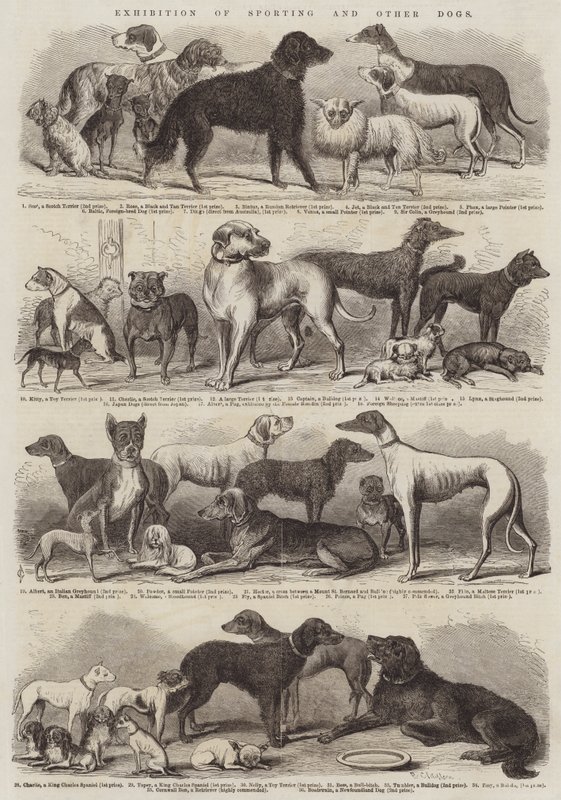 Esposizione di cani da caccia e altri cani da B. Clayton