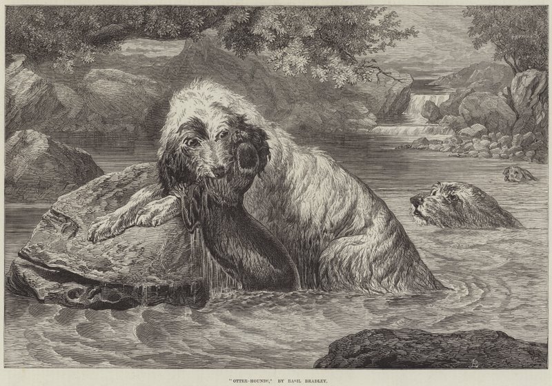 Cani da lontra da Basil Bradley