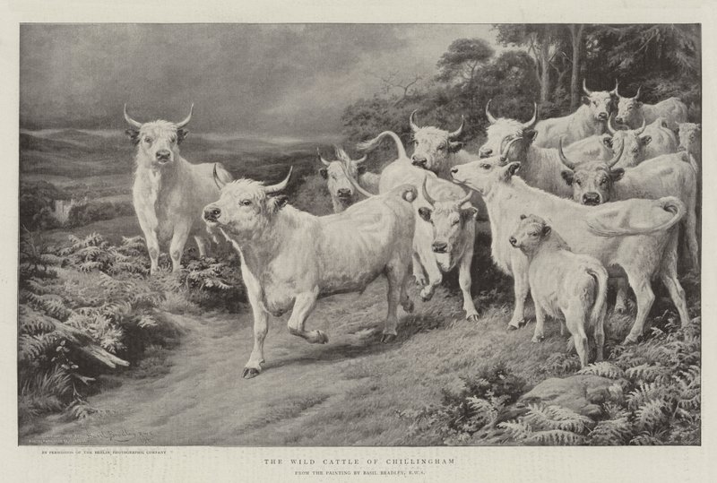 Il bestiame selvatico di Chillingham da Basil Bradley