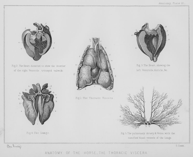 Anatomia del cavallo, i visceri toracici da Benjamin Herring