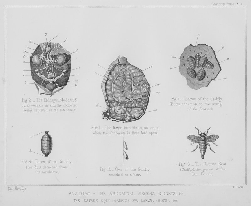 Anatomia, i visceri addominali, reni, ecc., l