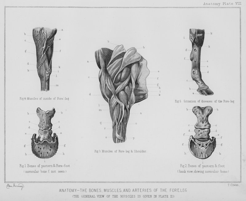 Anatomia, le ossa, i muscoli e le arterie della gamba anteriore da Benjamin Herring