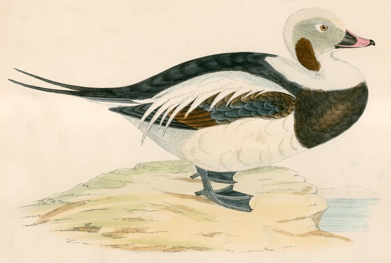 Anatra dalla coda lunga da Beverley R. Morris