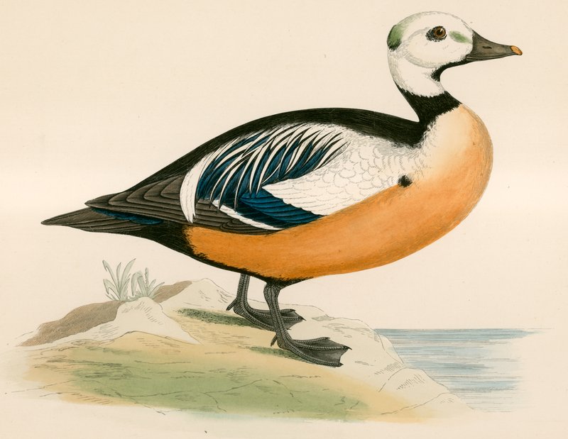 Anatra occidentale di Steller da Beverley R. Morris