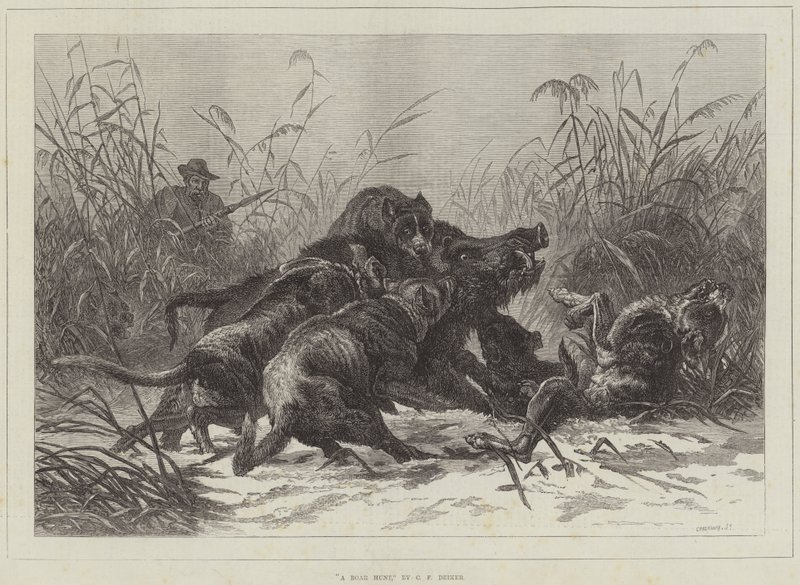 Caccia al cinghiale da Carl Friedrich Deiker