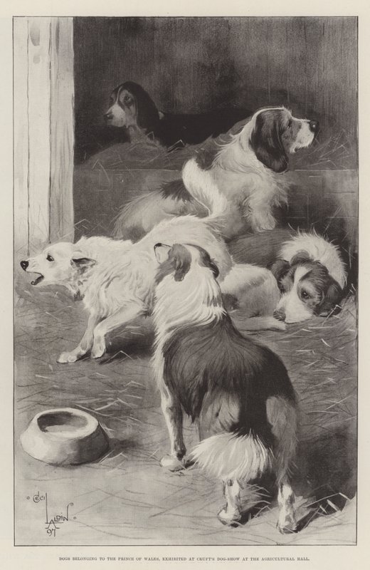 Cani appartenenti al Principe di Galles, esposti al Cruft