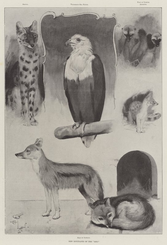 Nuovi occupanti dello zoo da Cecil Charles Windsor Aldin