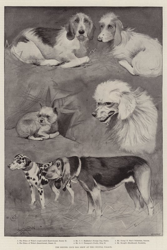 Mostra Canina del Kennel Club al Crystal Palace da Cecil Charles Windsor Aldin