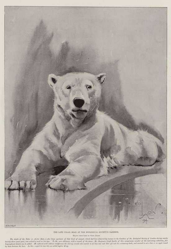 Il defunto orso polare nei giardini della Società Zoologica da Cecil Charles Windsor Aldin