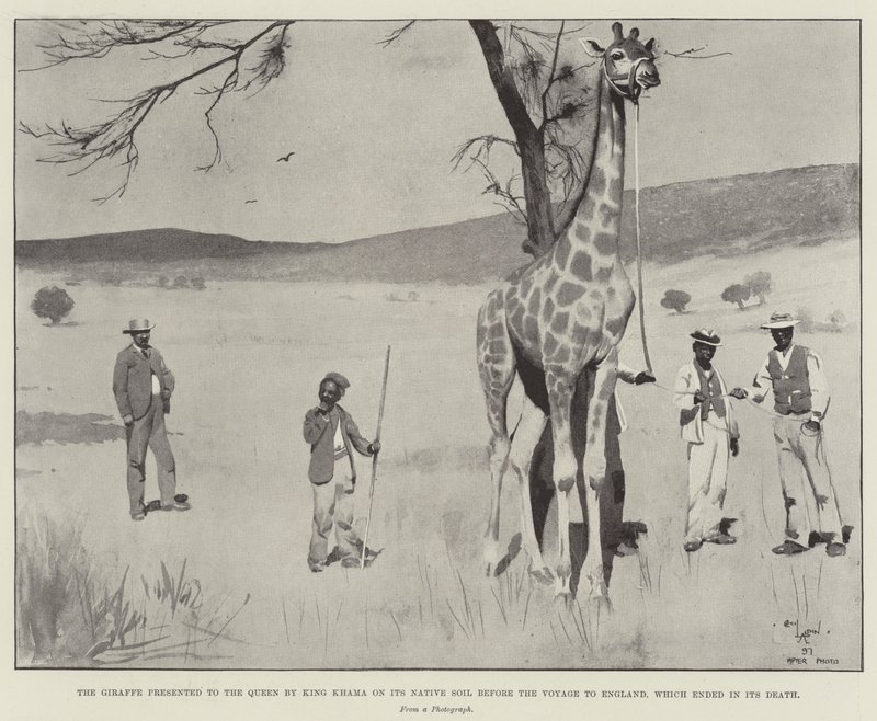 La giraffa presentata alla Regina dal Re Khama sul suo suolo natale prima del viaggio in Inghilterra, che terminò con la sua morte da Cecil Charles Windsor Aldin