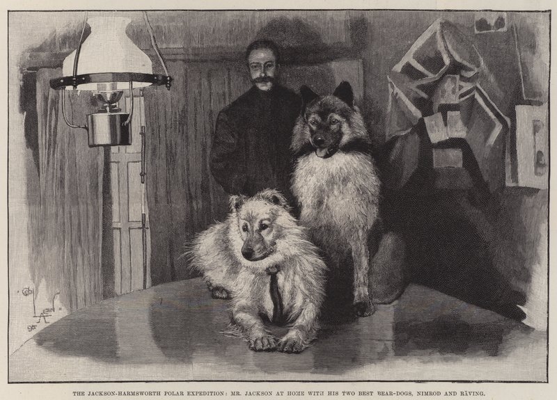 La spedizione polare Jackson-Harmsworth, il signor Jackson a casa con i suoi due migliori cani da orso, Nimrod e Raving da Cecil Charles Windsor Aldin