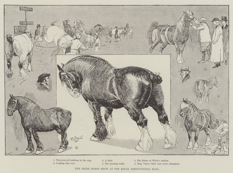 La Mostra del Cavallo Shire alla Royal Agricultural Hall da Cecil Charles Windsor Aldin