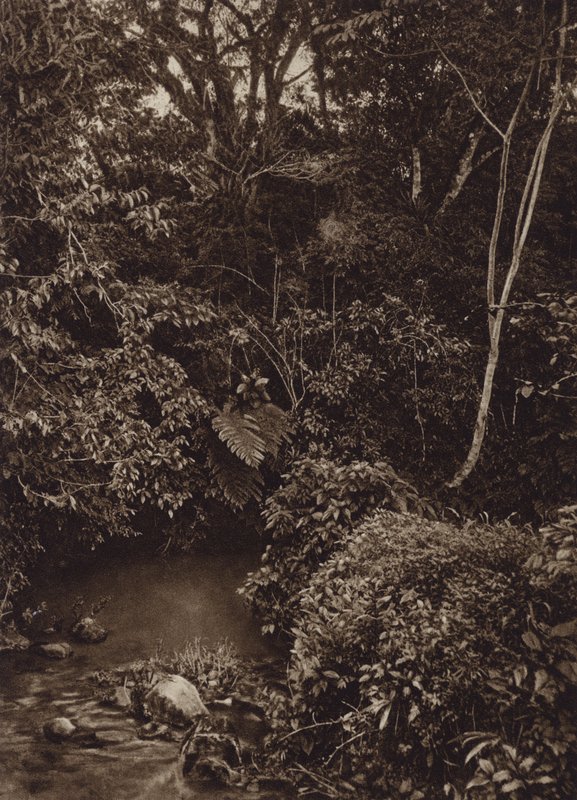 Messico: Foresta vicino a Mirador, Panorama di foresta vergine da Cecile Seler Sachs