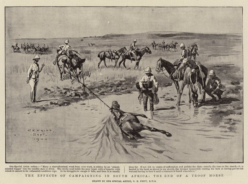Gli Effetti della Campagna in Sud Africa, la fine di un Cavallo da Truppa da Charles Edwin Fripp