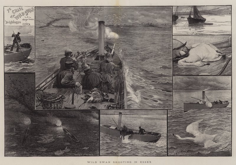 Caccia al cigno selvatico in Essex da Charles J. Staniland