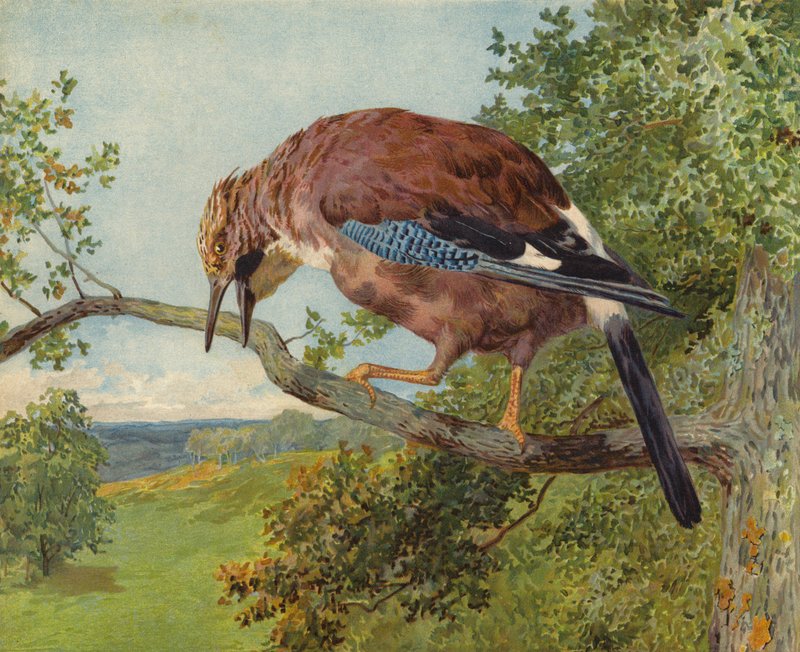 Ghiandaia eurasiatica da Charles Collins