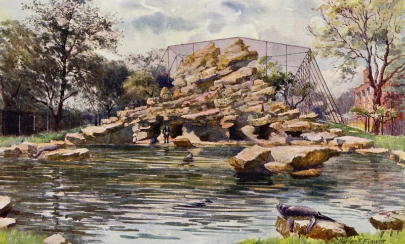 Zoo di Londra: Stagno dei leoni marini da Charles Edwin Flower