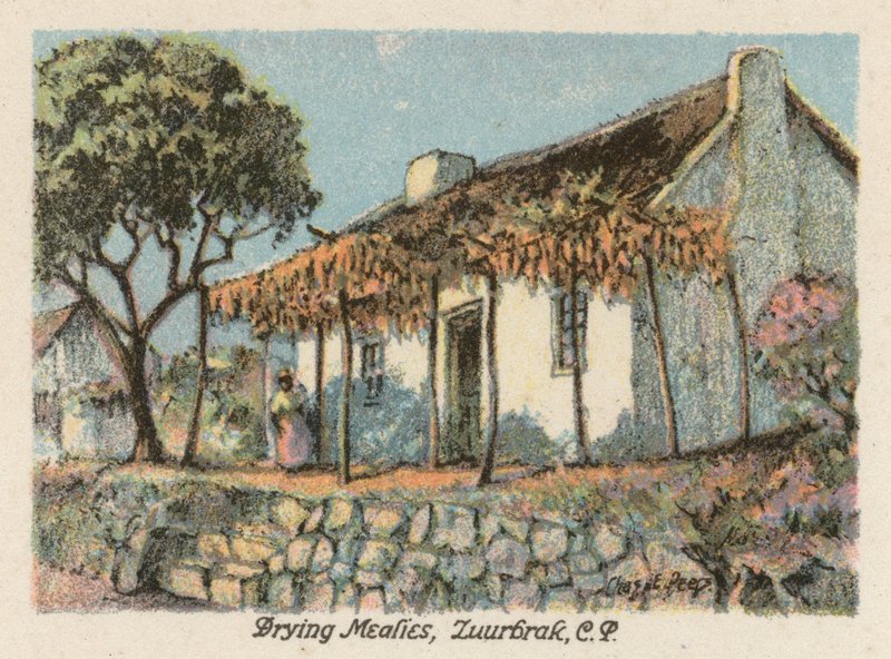 Sudafrica: Essiccazione delle Pannocchie, Zuurbrak, CP da Charles Ernest Peers