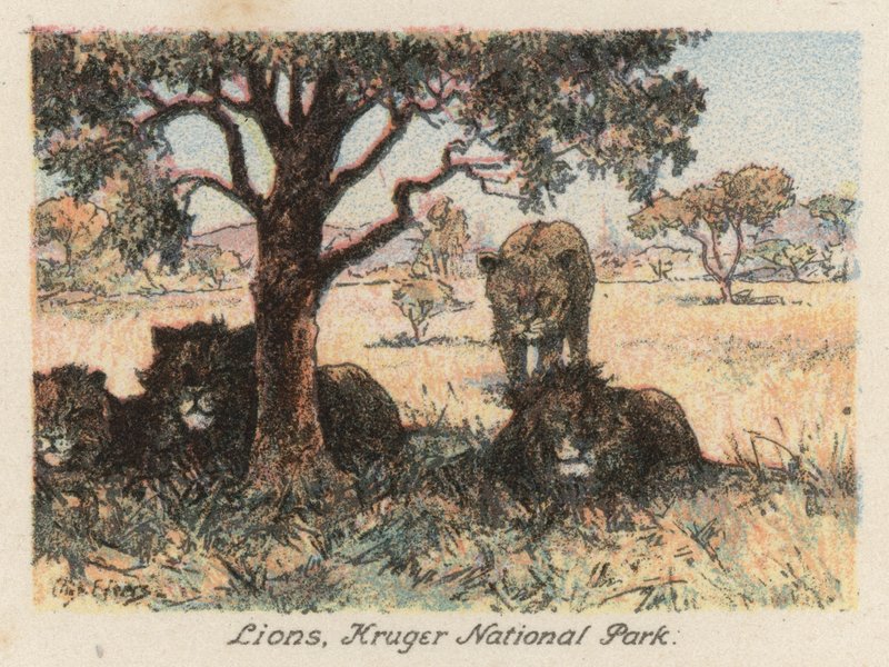 Sudafrica: Leoni, Parco Nazionale Kruger da Charles Ernest Peers