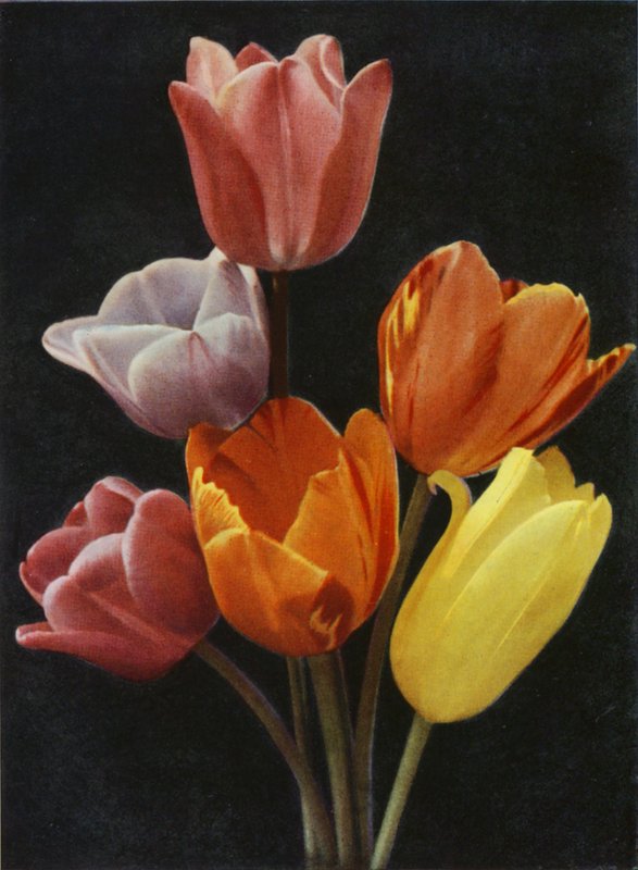 Tulipani fioriti di maggio da Charles Essenhigh Corke
