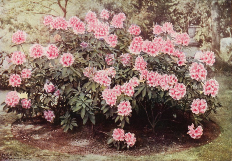 Rhododendron Pink Pearl, a "The Heights," Witley, la Residenza di Mrs Farnham da Charles Essenhigh Corke