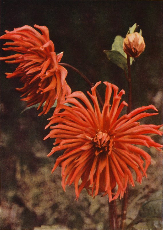 La dalia cactus "Brisbane" da Charles Essenhigh Corke