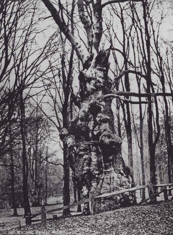 La vecchia quercia, Knole Park (foto b/n) da Charles Essenhigh Corke