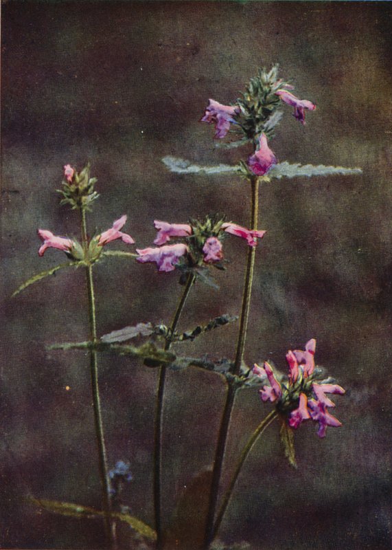 Fiori selvatici: Betonica da Charles Essenhigh Corke