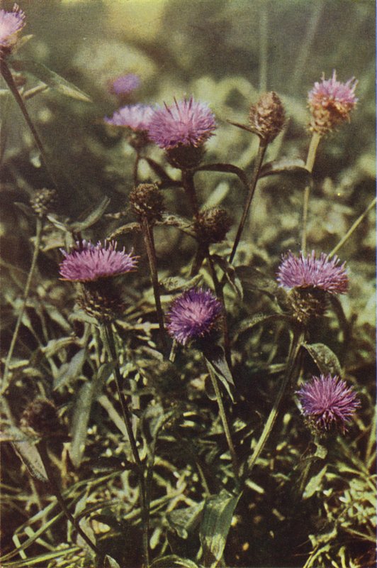 Fiori selvatici: Centaurea nigra da Charles Essenhigh Corke