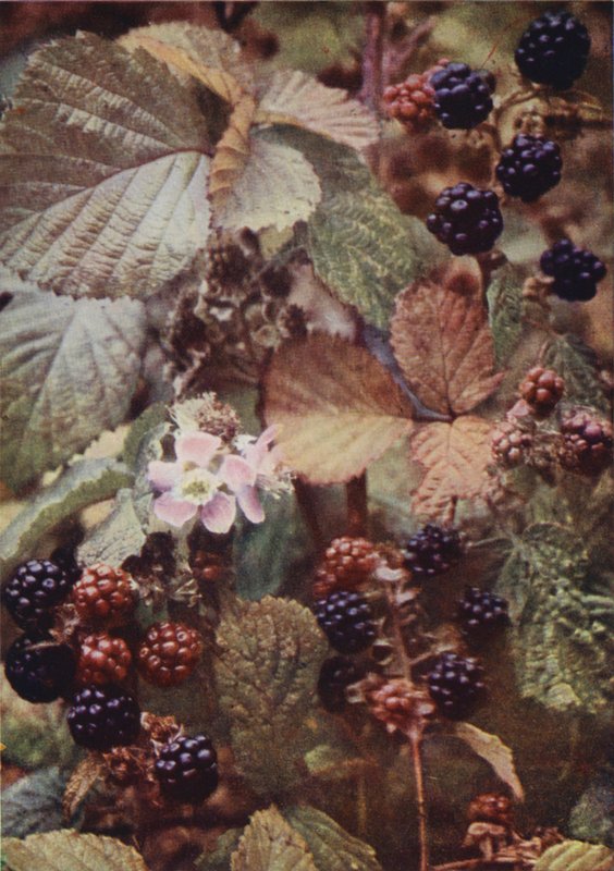 Fiori selvatici: Rovo da Charles Essenhigh Corke