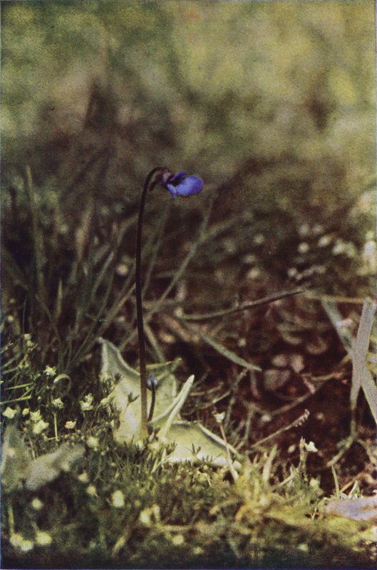 Fiori selvatici: Pinguicola da Charles Essenhigh Corke