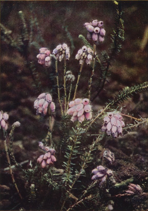 Fiori selvatici: Erica a foglie incrociate da Charles Essenhigh Corke