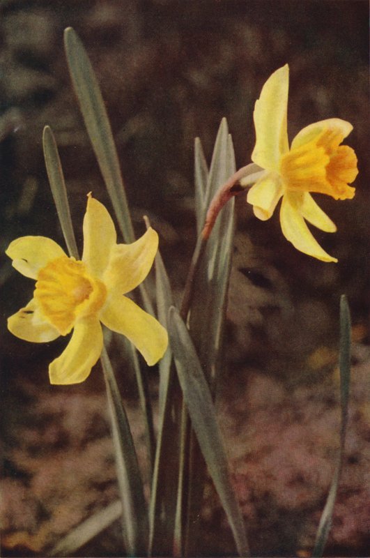 Fiori selvatici: Narciso da Charles Essenhigh Corke