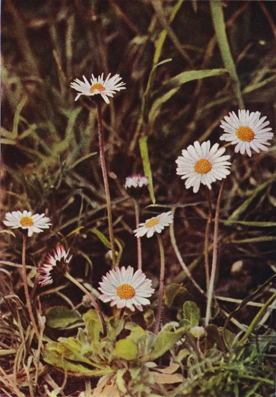 Fiori selvatici: Margherita da Charles Essenhigh Corke