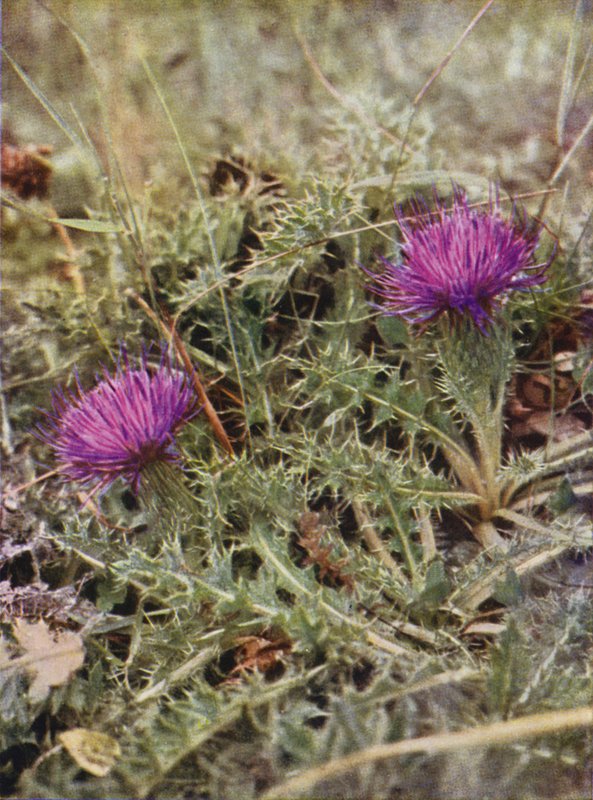 Fiori selvatici: Cardo nano da Charles Essenhigh Corke