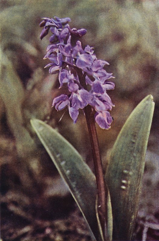 Fiori selvatici: Orchidea purpurea precoce da Charles Essenhigh Corke