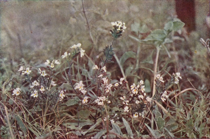 Fiori selvatici: Eufrasia da Charles Essenhigh Corke