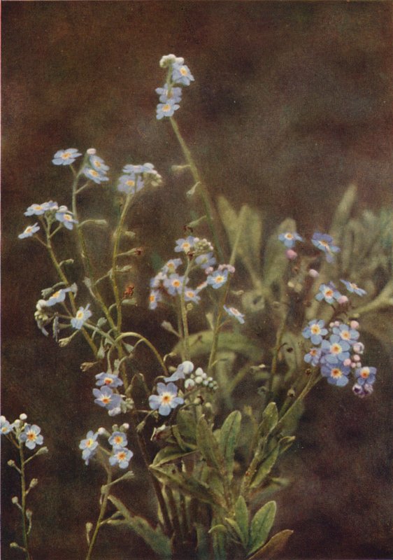 Fiori selvatici: Nontiscordardimé da Charles Essenhigh Corke