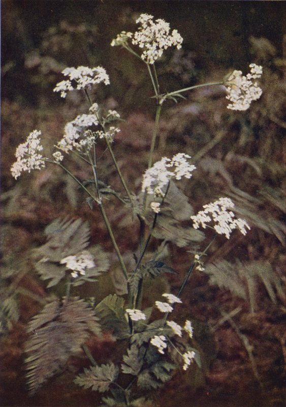 Fiori selvatici: Prezzemolo selvatico da Charles Essenhigh Corke