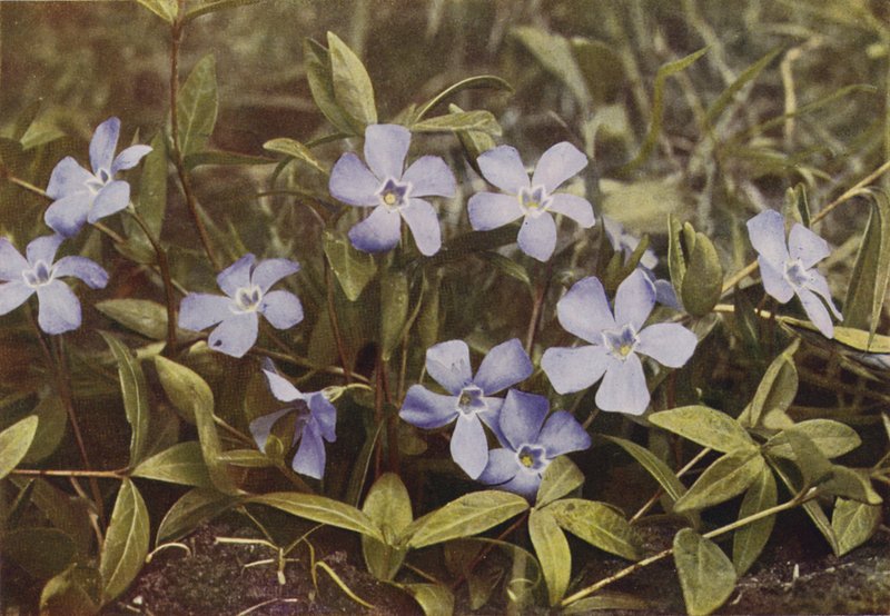 Fiori selvatici: Pervinca minore da Charles Essenhigh Corke