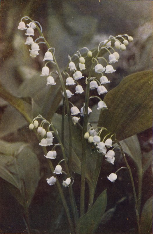Fiori selvatici: Mughetto da Charles Essenhigh Corke