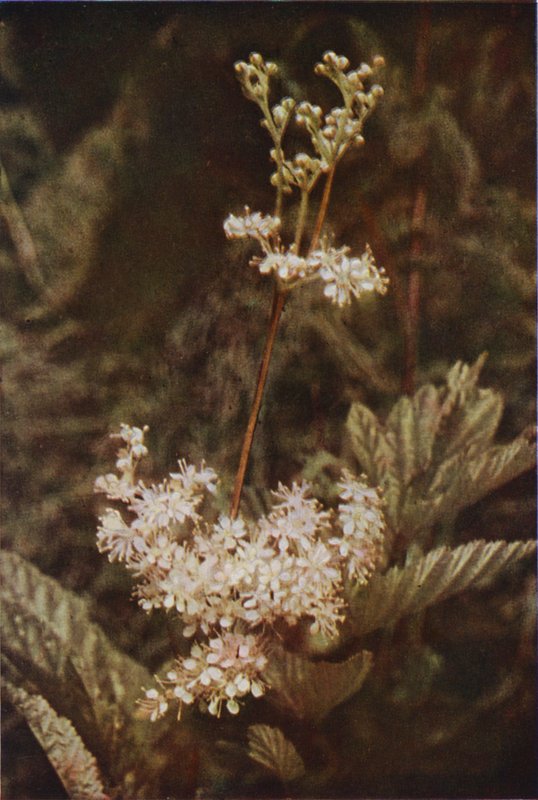 Fiori selvatici: Regina dei prati da Charles Essenhigh Corke