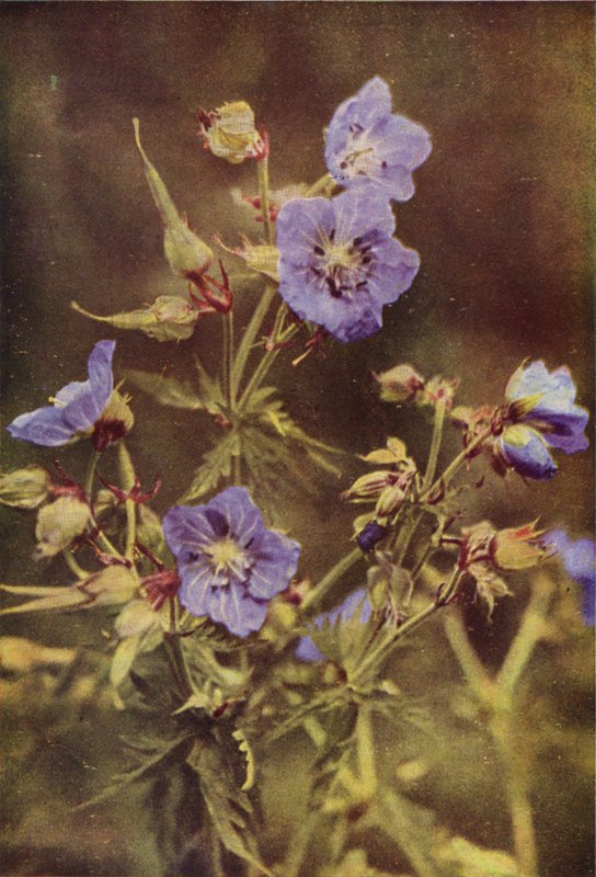 Fiori selvatici: Geranio dei prati da Charles Essenhigh Corke