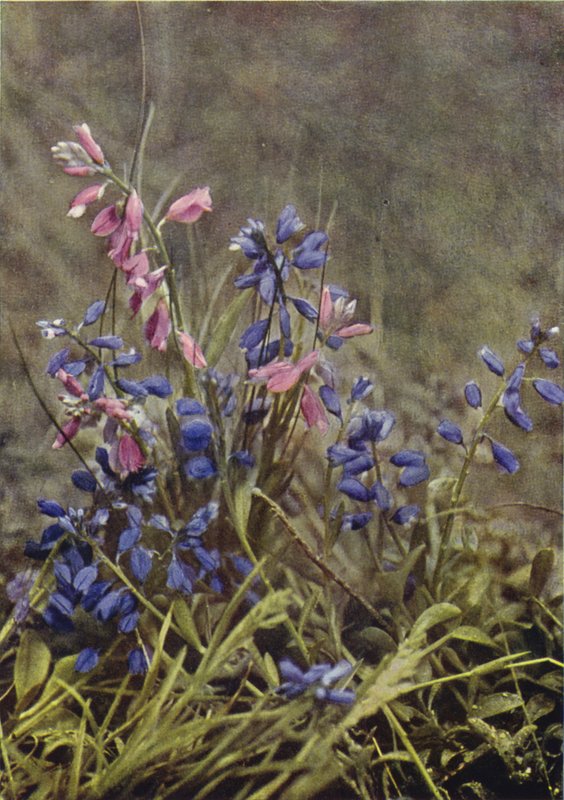 Fiori selvatici: Poligala da Charles Essenhigh Corke