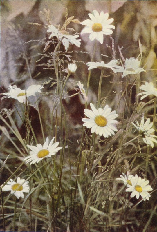 Fiori selvatici: Margherita maggiore da Charles Essenhigh Corke