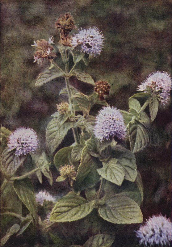 Fiori selvatici: Menta piperita da Charles Essenhigh Corke