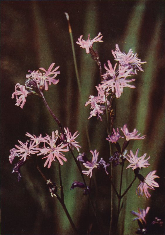 Fiori selvatici: Silene fimbriata da Charles Essenhigh Corke