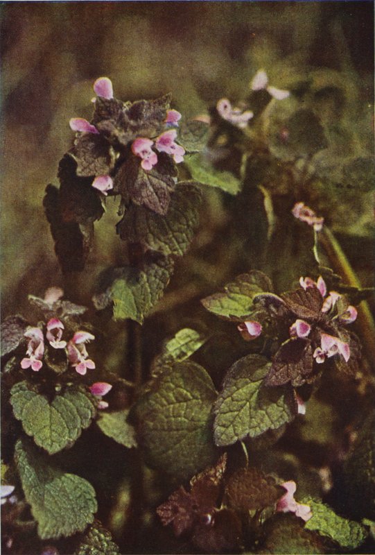 Fiori selvatici: Falsa ortica rossa da Charles Essenhigh Corke